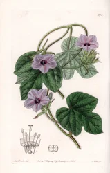 Variedad de Ipomea - Placa grabada por S.Watts, de una ilustración de Sarah Anne Drake, del Registro Botánico de Sydenham Edwards