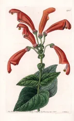 Variete de gesneria, una flor en tubos - Placa grabada por S. Watts, basada en una ilustración de Sarah Anne Drake (1803-1857), del Registro Botánico de Sydenham Edwards (1768-1819), Inglaterra