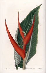 Variedad de heliconia