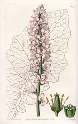 Variedad de Francoa con hojas lecheras, endémica en Chile - del Registro Botánico