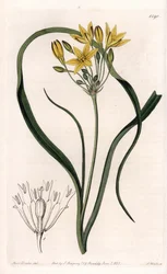 Variedad de Triteleia o brodelea, con flores amarillas, nativa de California - Placa grabada por S.Watts, de una ilustración de Sarah Anne Drake (1803-1857), del Botanical Register de Sydenham Edwards (1768-1819), Inglaterra