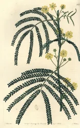 Acacia de hojas de helecho, del Botanical Register de Sydenham Edwards