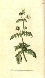 Variedad de calceolar - Calceolaria pinnata