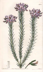 Variedad de gompholobium (familia de plantas leguminosas), nativa de Australia - Placa grabada por S.Watts, de una ilustración de Sarah Anne Drake, del Botanical Register de Sydenham Edwards