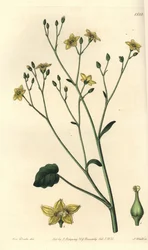 Variedad de villarsia, endémica de Australia - Ornduffia reniformis. Grabado en cobre coloreado a mano por S. Watts después de una ilustración de Sarah Drake del Botanical Register de Sydenham Edwards, Ridgeway