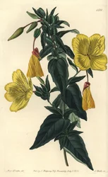 Variedad de onagra o hierba con burros - Oenothera fruticosa subsp. glauca. Grabado en cobre coloreado a mano por S. Watts después de una ilustración de Sarah Drake del Botanical Register de Sydenham Edwards