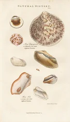 Varias conchas de arca