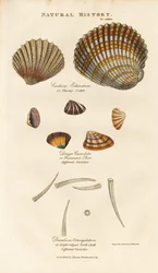 Varias especies de conchas