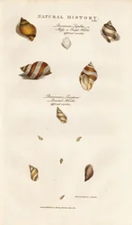 Varias especies de buccinos