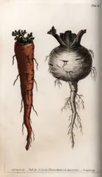 Raíces vegetales: zanahoria y nabo. Grabado en cobre coloreado, ilustración de Sydenham Edwards para Conferencias de Botánica, Jardín Botánico de Lambeth (Inglaterra)