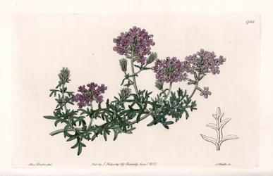 Verbena multifida - Grabada por S. Watts, de una ilustración de Sarah Anne Drake, del Registro Botánico de Sydenham Edwards