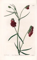 Variedad de vesces - Placa grabada por S. Watts, de una ilustración de Sarah Anne Drake (1803-1857), del Botanical Register de Sydenham Edwards (1768-1819), Inglaterra