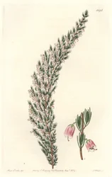 Epiario vesicular, originario de Europa - Placa grabada por S. Watts de una ilustración de Sarah Anne Drake, del Registro Botánico