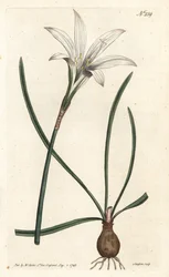 Lirio de Atamasco, Zephyranthes atamasco