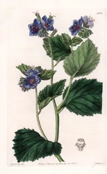 Phacelia viscosa