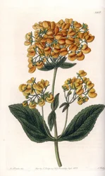 Calceolar viscosa
