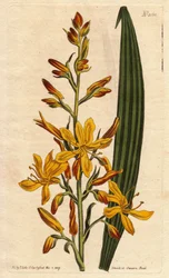 Wachendorfia thyrsiflora - Wachendorfia con grandes flores amarillas y naranjas en espiga, nativa de Sudáfrica. Grabado en cobre coloreado de una ilustración botánica de Sydenham Edwards