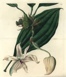 Orquídea Stanhopea grandiflora, del Botanical Register de Sydenham Edwards