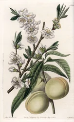 Melocotonero blanco - Placa grabada por S.Watts, de una ilustración de Sarah Anne Drake, de la Revista Botánica de Sydenham Edwards, Inglaterra