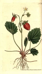 Fresa silvestre, Fragaria vesca - del Registro Botánico