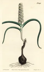 Wurmbea monopetala, del Botanical Magazine de William Curtis