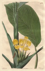 Calathea de flores amarillas, nativa de Brasil - S. Watts fuerte agua de una ilustración de M. Mart, del Registro Botánico