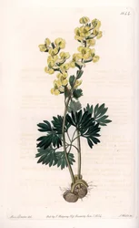 Corydalis de flor amarilla - Grabado por S.Watts, de una ilustración de Sarah Anne Drake, de la Revista Botánica de Sydenham Edwards, Inglaterra