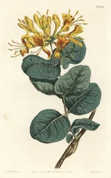Madreselva de flores amarillas, del Botanical Magazine de William Curtis