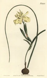 Moraea amarilla de raíz comestible