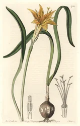 Pirólirion amarillo (Amaryllis arvensis), nativo de Perú - Placa grabada por S. Watts de una ilustración de Sarah Anne Drake, extraída del Registro Botánico