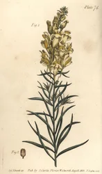 Lino de sapo amarillo o dragón, Antirrhinum majus, Angiospermia. Grabado en cobre coloreado a mano de F. Sansom de una ilustración botánica de Sydenham Edwards para las Lectures on Botany de William Curtis, como se impartieron en el Jardín Botánico de Lamb