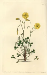 Oxalis amarilla, Oxalis micrantha - del Registro Botánico