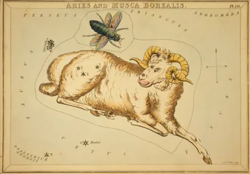 Aries y Musca Borealis, Ilustración de 