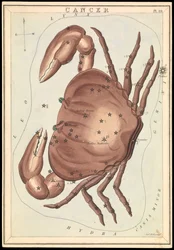 Cáncer, c.1825 (cartulina, papel, tejido )