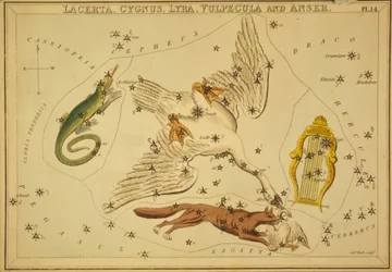 Lacerta, Cygnus, Lyra, Vulpecula y Anser, Ilustración de "Urania