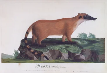 Hembra de Viverra nasuta, grabado en color por Sidney Parkinson (ca 1745-1771)