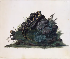 Salamandra, acuarela por Sidney Parkinson (ca 1745-1771), Reino Unido