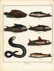Pesca: platija, cacho, roach, gobio, charr, anguila, locha. 1792 (grabado)