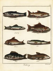 Pesca: salmón, trucha, tímalo, carpa, brema, lucio, perca, tenc 1792 (grabado)