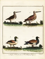 Aves de caza: agachadiza, becada, pato salvaje y silbón. 1792