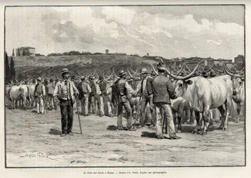 La feria de ganado en Siena (Italia). Grabado por Taylor para ilustrar la historia “A través de la Toscana” de Eugene Muntz (1892)