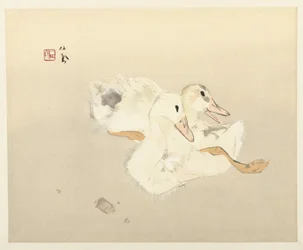 patos jóvenes
