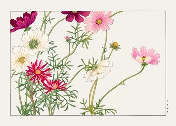 Flor de cosmos de "Seiyou Sokazufu"