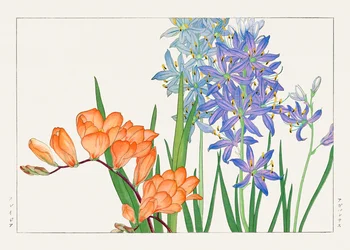 Flor de fresia de "Seiyou Sokazufu"
