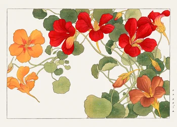 Flor de capuchina de "Seiyou Sokazufu"