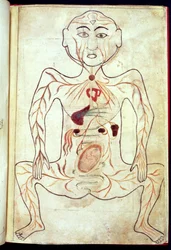 Miembros orgánicos y el embrión en el cuerpo humano, mediados del siglo XV