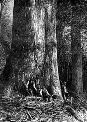 Eucalipto gigante, Australia