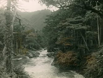 Bosque otoñal en la región de Yamanaka, hacia 1900 - 1915 (fotografía)