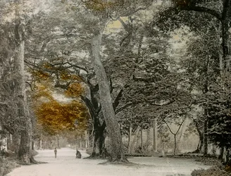 Árboles centenarios en el parque Shimogamo, Kioto, hacia 1900 - 1915 (fotografía)