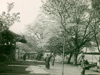 Cerezos en flor en la ciudad de Otsu, isla de Honshu, hacia 1900 - 1915 (fotografía)